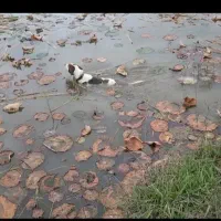 سگ شکاری پیونتر|سگ|شفت, |دیوار