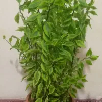 گل آپارتمانی بزرگ