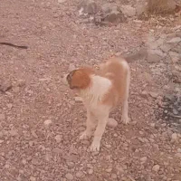 سگ ،توله سگ گمشده