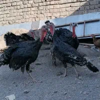 بوقلمون سالم جوان|حیوانات مزرعه|قم, نیروگاه|دیوار