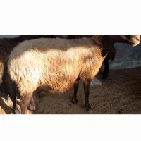 فروش گوسفند ابست شیر کرده