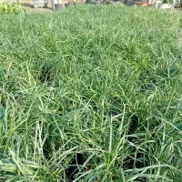 فیکوس،لاوسون،پتوس،رزلوکس|گل و گیاه طبیعی|رشت, حومه رشت|دیوار