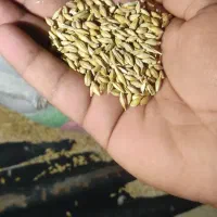 جوشهرستان و سبوس فروشی