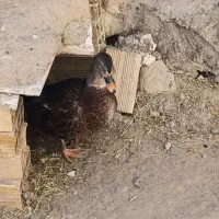 غاز و اردک|حیوانات مزرعه|خاروانا, |دیوار