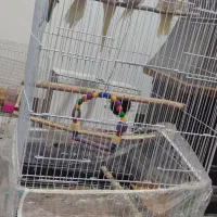 عروس هلندی|پرنده|شاهرود, |دیوار