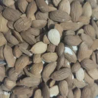 مغز بادام کوهی کیلو ۶۰۰ با برنج هم عوض میکنم