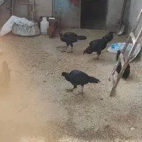 مرغ و خروس لاری و گلین|حیوانات مزرعه|رزن, |دیوار