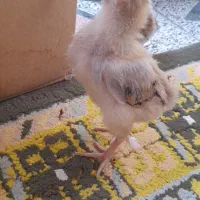 جوجه مرغ و خروس ۱۵ روزه