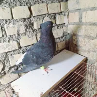 دوعدم سفیدنره