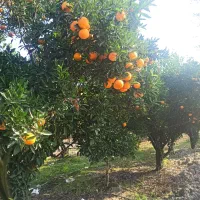 فروش پرتقال تامسون خونی درشت|عمده‌فروشی|قائم‌شهر, |دیوار