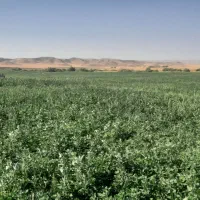 یونجه