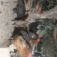مرغ رسمی