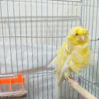 قناری فری طلایی کلکسیونی