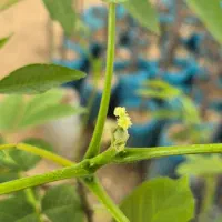 نـهـال گردوی پـیـوندی|خدمات باغبانی و درختکاری|قزوین, |دیوار