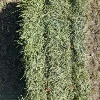 یونجه درجه یک تاش ۲و ۳