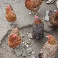 فروش‌ویژه‌مرغ‌های‌تخم‌گذار‌‌فوری|حیوانات مزرعه|عباس‌آباد, |دیوار