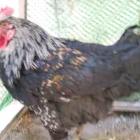 ۱عددخروس محلی