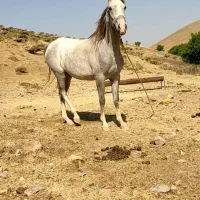 اسب|اسب و تجهیزات اسب‌سواری|خرم‌آباد, |دیوار