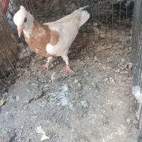 کبوتر رودان|پرنده|میناب, |دیوار