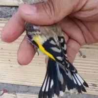 عروس هلندی مرغ عشق فنج سهره نرماده گلبسر|پرنده|همدان, |دیوار