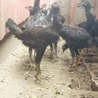 جوجه لاری4ماهه