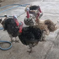 فروش بوقلمون ،با تخفیف پای معامله|پرنده|اندیمشک, |دیوار