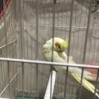 عروس هلندی|پرنده|نهبندان, |دیوار