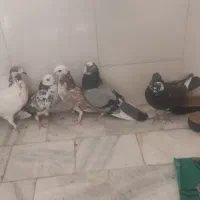 کبوترتهرانی|پرنده|برخوار, |دیوار