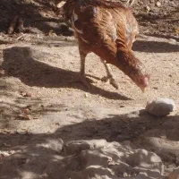 خروسومرغلاری|حیوانات مزرعه|تایباد, |دیوار