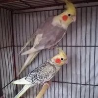 عروس هلندی زیبا نر وماده باجوجه