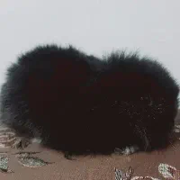 بچه خرگوش رنگی مشکی مخملی نژاد دار|موش و خرگوش|یزد, |دیوار