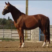 مادیان دو سر پرشی