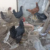 مرغ وخروس محلی