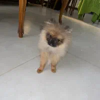 پامر ۷ ماهه|سگ|کرج, شهرک آسمان|دیوار