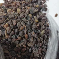 فروش کشمش بیدانه