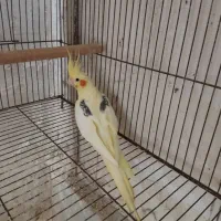 عروس هلندی دوکت لوتینو ماده  ،و طوطی برزیلی
