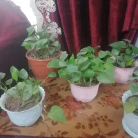 گل پتوس|گل و گیاه طبیعی|هشتگرد, فاز ۷ مهستان|دیوار