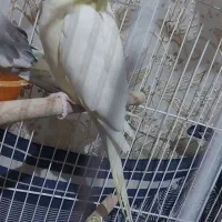 عروس هلندی بالغ