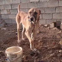 سگ میکس افغان سراب نر