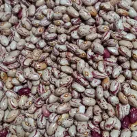 لوبیا چیتی پا کوتاه درجه یک برای کاشت