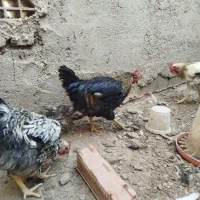 جوجه خروس محلی وگلین|حیوانات مزرعه|شریفآباد, |دیوار