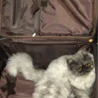 گربه پرشین سوپر فلت|گربه|یزد, |دیوار