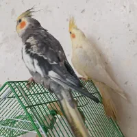 عروس‌هلندی دستی|پرنده|قم, ولیعصر|دیوار