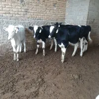 گاو گوساله تلیسه