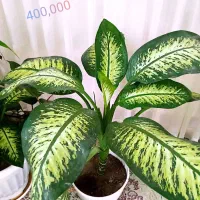 گل طبیعی|گل و گیاه طبیعی|چناران, |دیوار