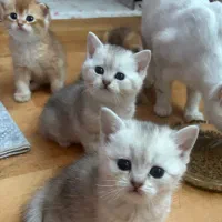 فروش بچه گربه سیلور با گواهی سلامت