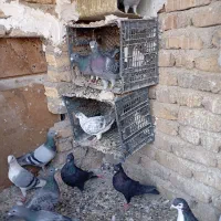 پلاکی|پرنده|بومهن, |دیوار