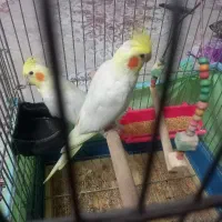 دو تا عروس هلندی یکیش دستی|پرنده|تاکستان, |دیوار