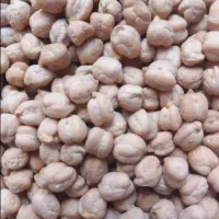 نخود سفید درجه یک بذری