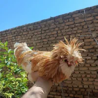خروس زینتی سالم زیر قیمت